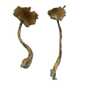 Alacabenzi Magic Mushrooms Online | 28grams
