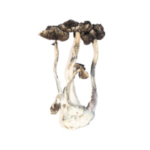 Albino A+ Magic Mushrooms – Premium Psychedelic Experience | 28grams
