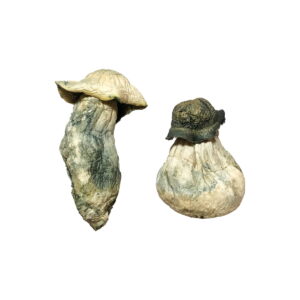 Albino Penis Envy Magic Mushrooms Online | 28grams