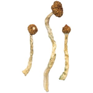 Arenal Volcano Magic Mushrooms Experience | 28grams
