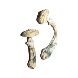 Avery's Albino Magic Mushrooms Online | 28grams