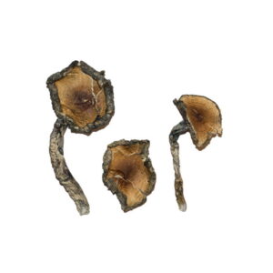 Blue Meanie Magic Mushrooms for Sale | 28grams