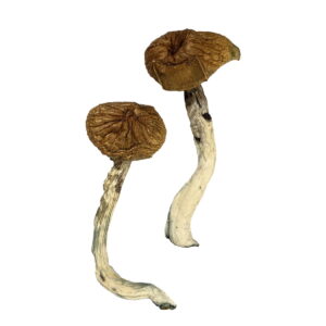 Dancing Tiger Magic Mushrooms - Explore Psychedelic Bliss | 28grams