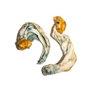 Ecuadorian Magic Mushrooms | 28grams