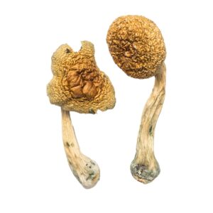 Golden Mammoth Magic Mushrooms | 28grams
