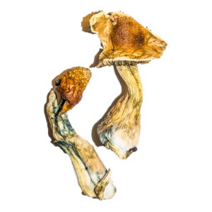 High-Quality B+ Magic Mushrooms Online - Psychedelic Dispensary | 28grams
