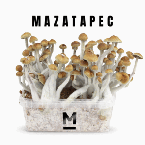 High-Quality Mazatapec Magic Mushroom Grow Kit Online | 28grams