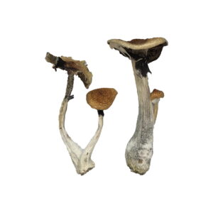 Koh Samui Magic Mushrooms | 28grams