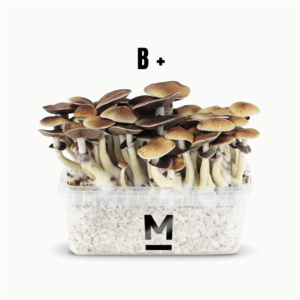 Magic Mushroom Grow Kit B by Mondo Online | 28grams